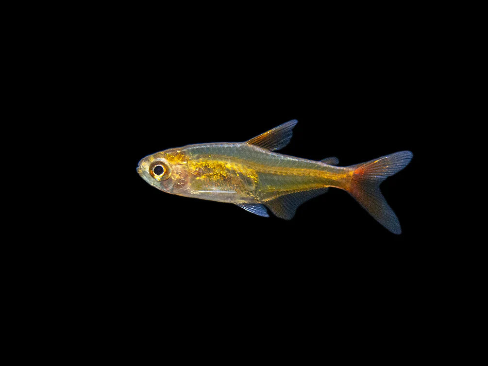 Ember Tetra