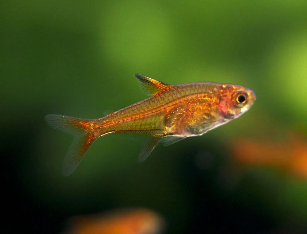 Ember Tetra