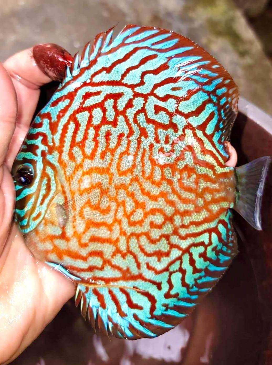 Galaxy Turquiose Discus - 10CM