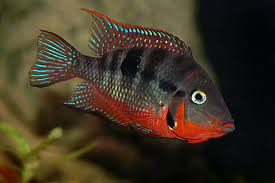 Firemouth cichlid - Thorichthys meeki