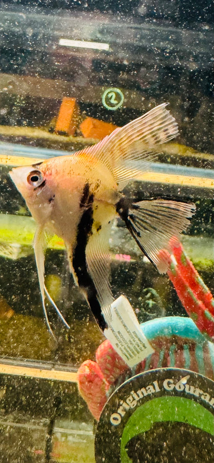 Golden marble Veiltail Angel  -  Pterophyllum Scalare