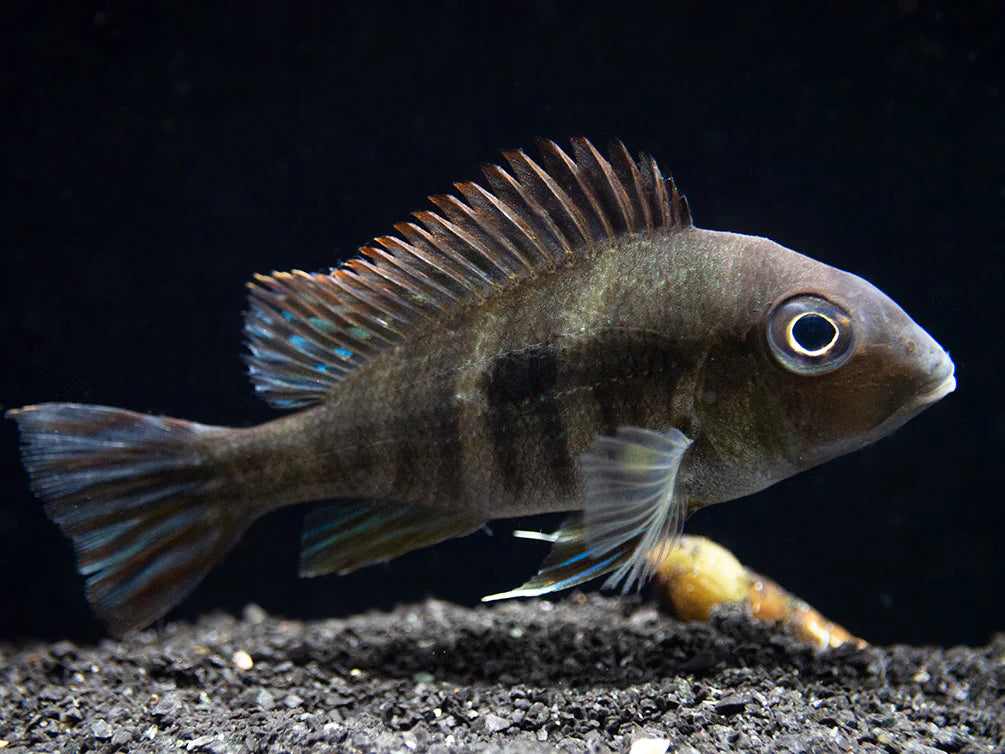 Geophagus Tapajos