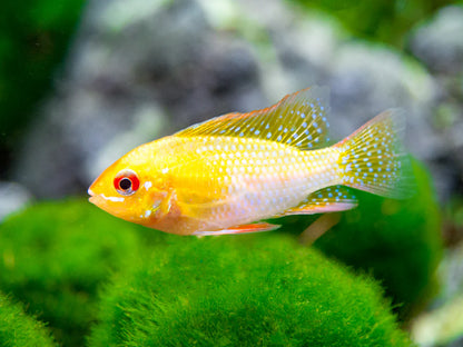 German Gold Ram Dwarf Cichlid (Mikrogeophagus ramirezi var. "Gold")