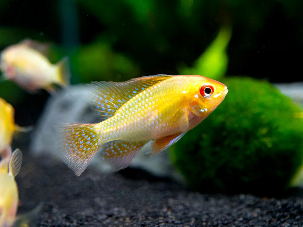 German Gold Ram Dwarf Cichlid (Mikrogeophagus ramirezi var. "Gold")