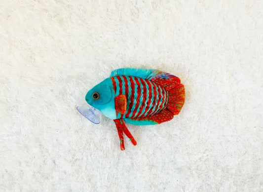 Gourami - 16cm