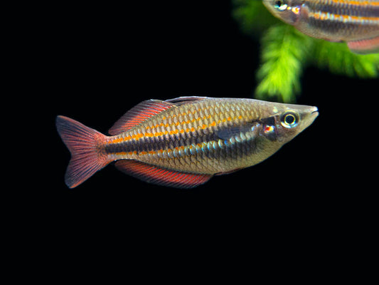 Goyder River Banded Rainbowfish (Melanotaenia trifasciata)