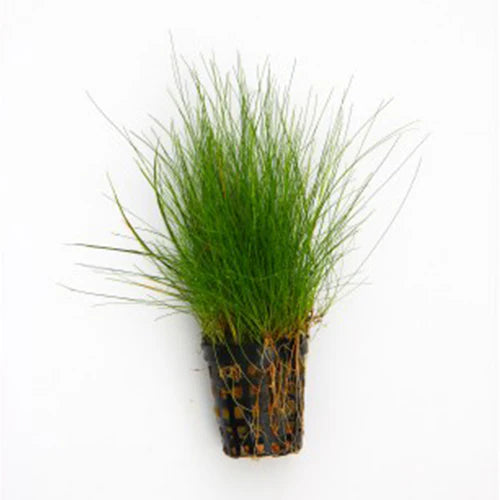 Hair Grass (Eleocharis Acicularis)