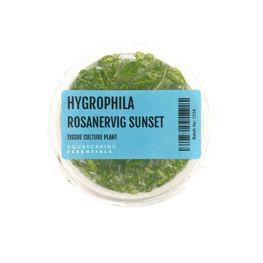 Hygrophila Rosanervig Sunset Tissue Culture