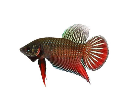 Alien Betta - Male