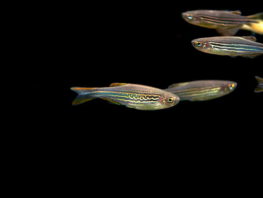 Kyathit Danio