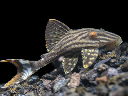 L190 Royal Pleco (Panaque nigrolineatus)