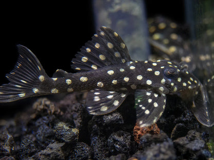 L201 Snowball Pleco 5-6cm