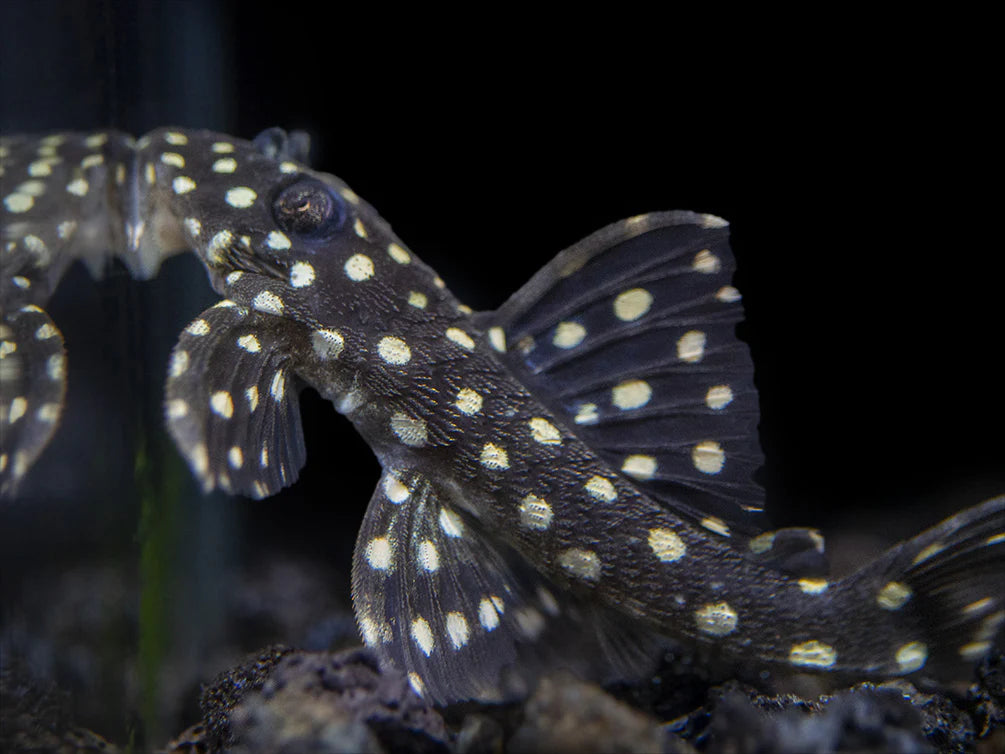 L201 Snowball Pleco 5-6cm