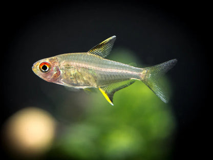 Lemon Tetra (Hyphessobrycon pulchripinnis)