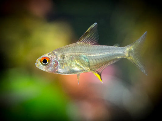 Lemon Tetra (Hyphessobrycon pulchripinnis)