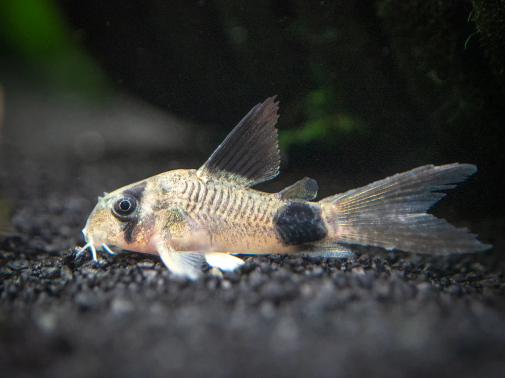 Longfin Panda Corydora 2-3CM