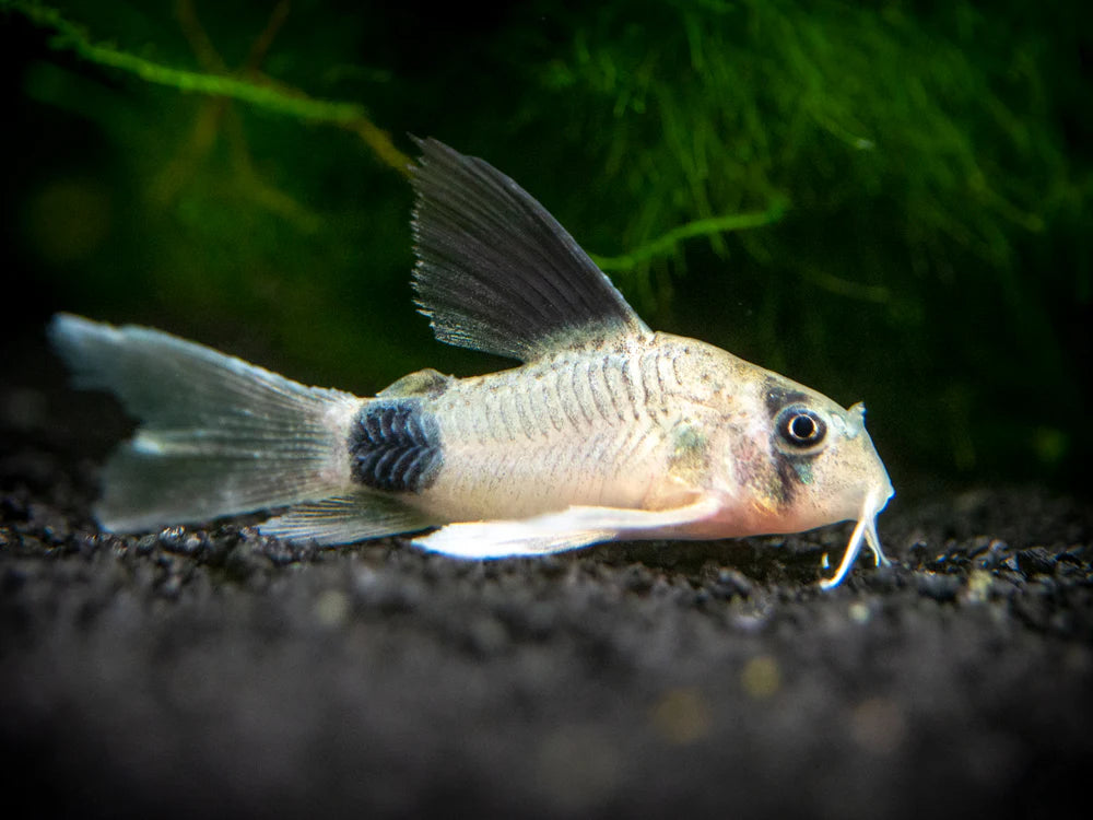 Longfin Panda Corydora 2-3CM