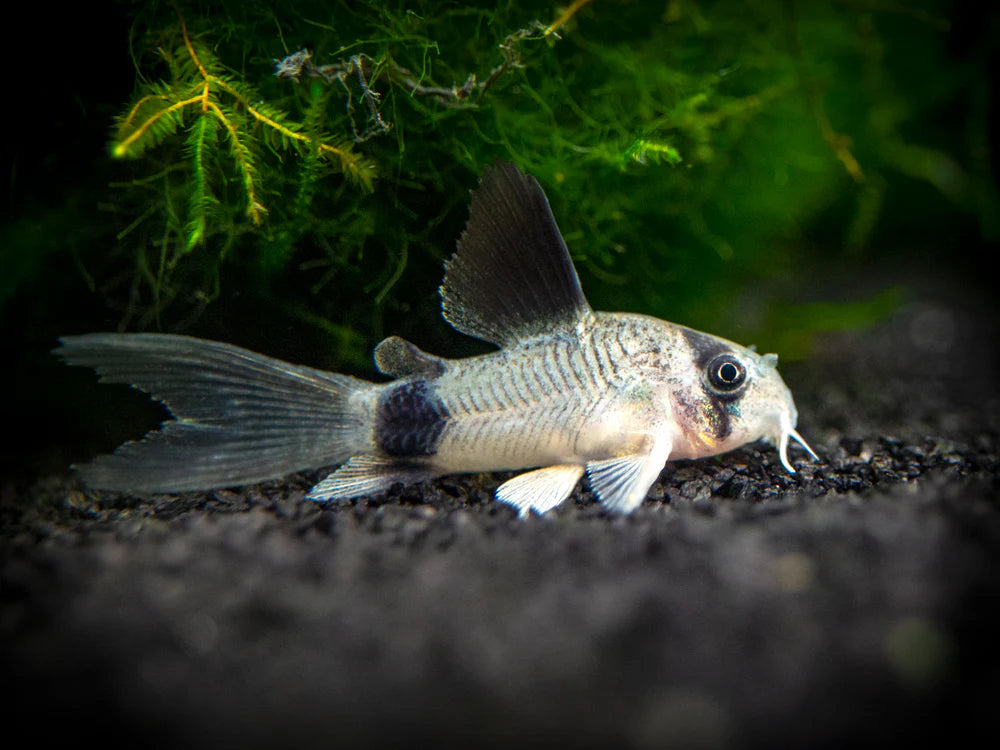 Longfin Panda Corydora 2-3CM