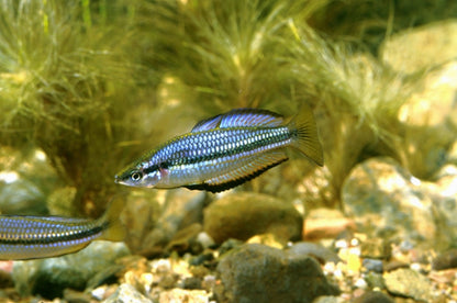 Black Banned Rainbow fish Melanotaenia Nigrans - WILD CAUGHT