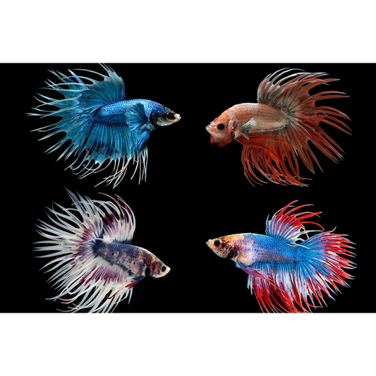 Assorted Crown Tail Male Beta