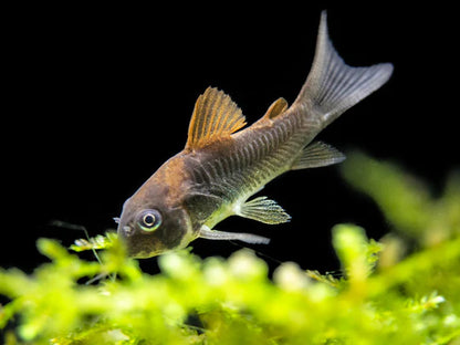 Bronze Corydora 2-3CM - Home Bred