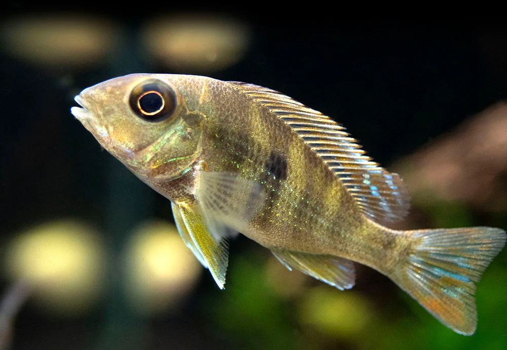 Geophagus Tapajos