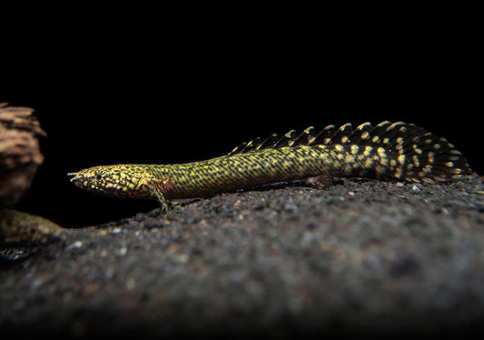 Ornate Bichir (Polypterus ornatipinnis) -  Small