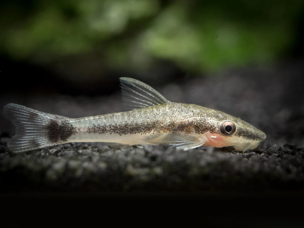 Otocinclus Catfish (Otocinclus macrospilus)