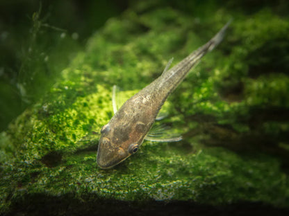 Otocinclus Catfish (Otocinclus macrospilus)