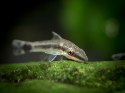 Otocinclus Catfish (Otocinclus macrospilus)