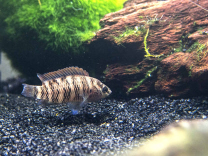 Blue Badis (Badis badis) aka Chameleon Fish