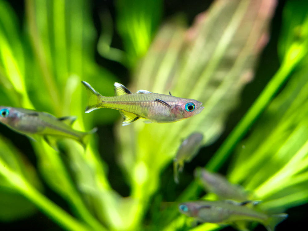 Pacific Signifier Blue Eye Rainbowfish