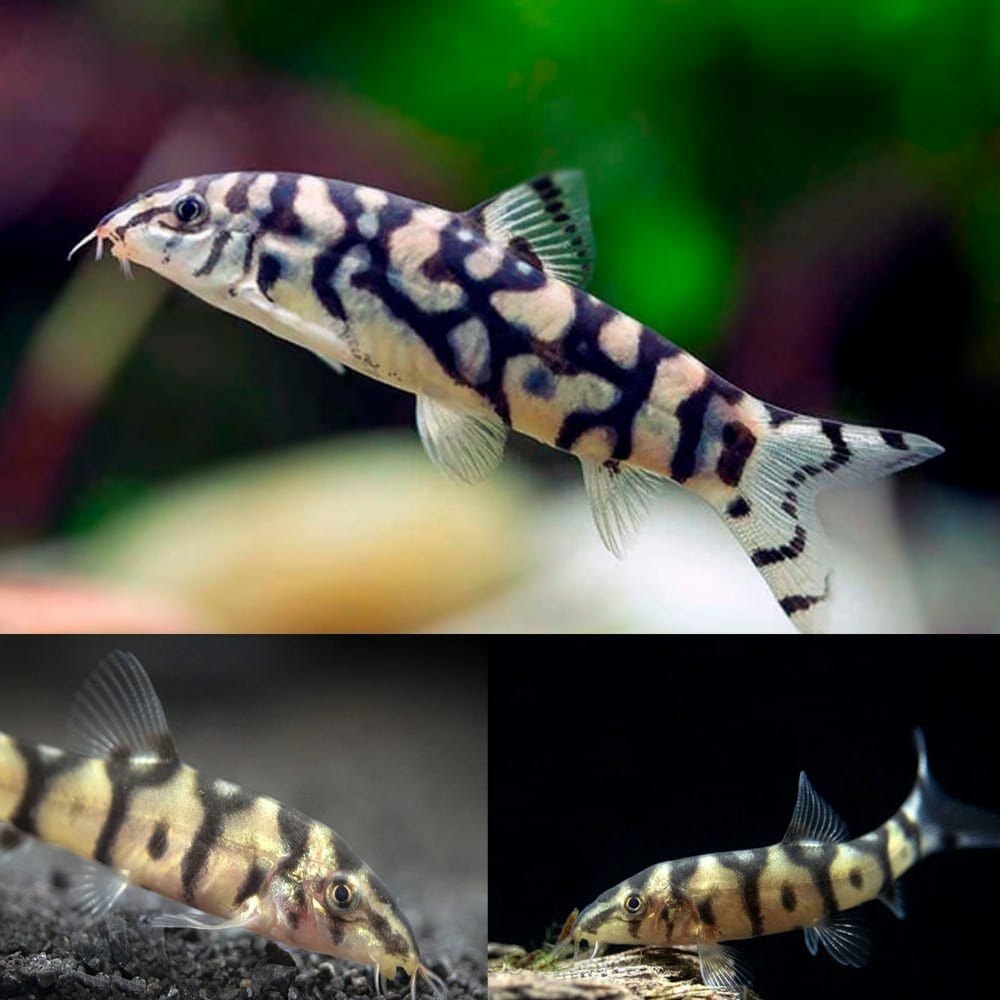 YoYo Loach