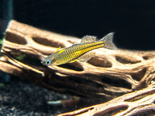 Gertrudes Blue Eye