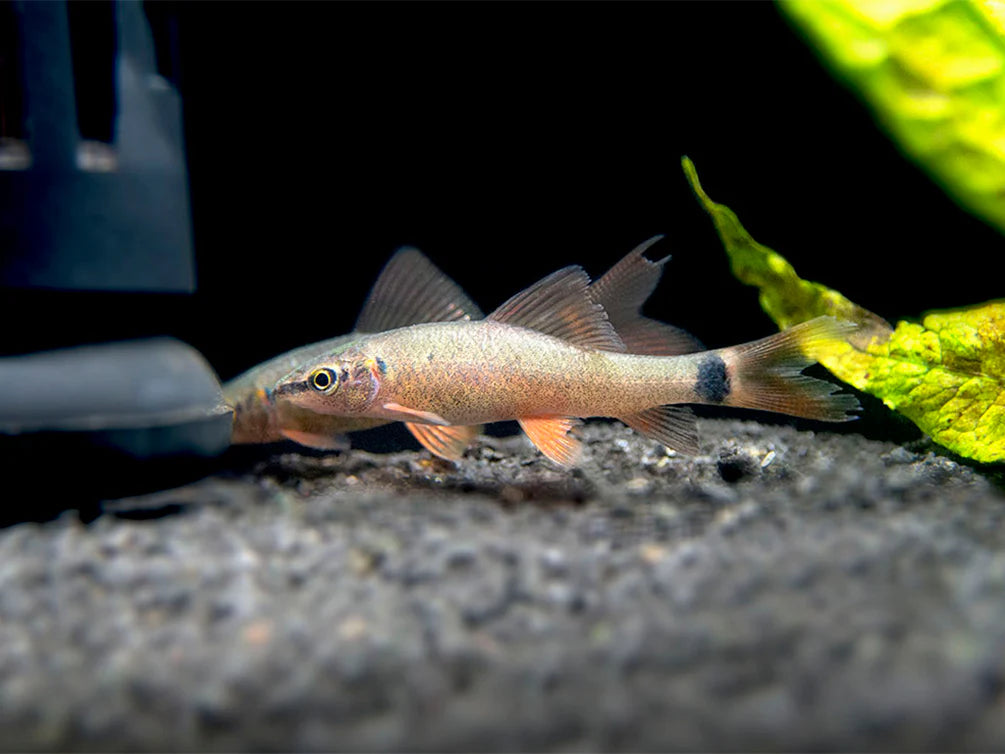 Rainbow Shark (Epalzeorhynchos frenatum)