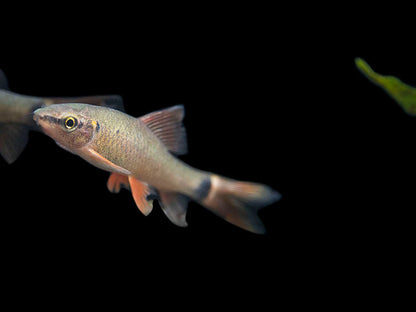 Rainbow Shark (Epalzeorhynchos frenatum)