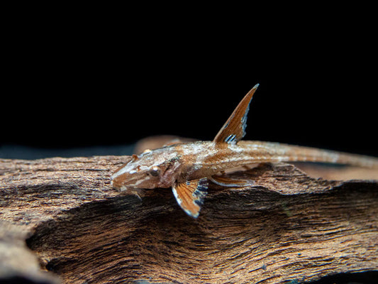 Red Lizard Whiptail Catfish (Rineloricaria sp.)