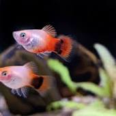 Red Top Mickey Mouse Platy