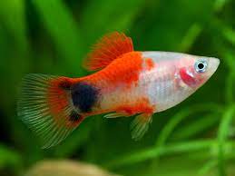 Red Top Mickey Mouse Platy