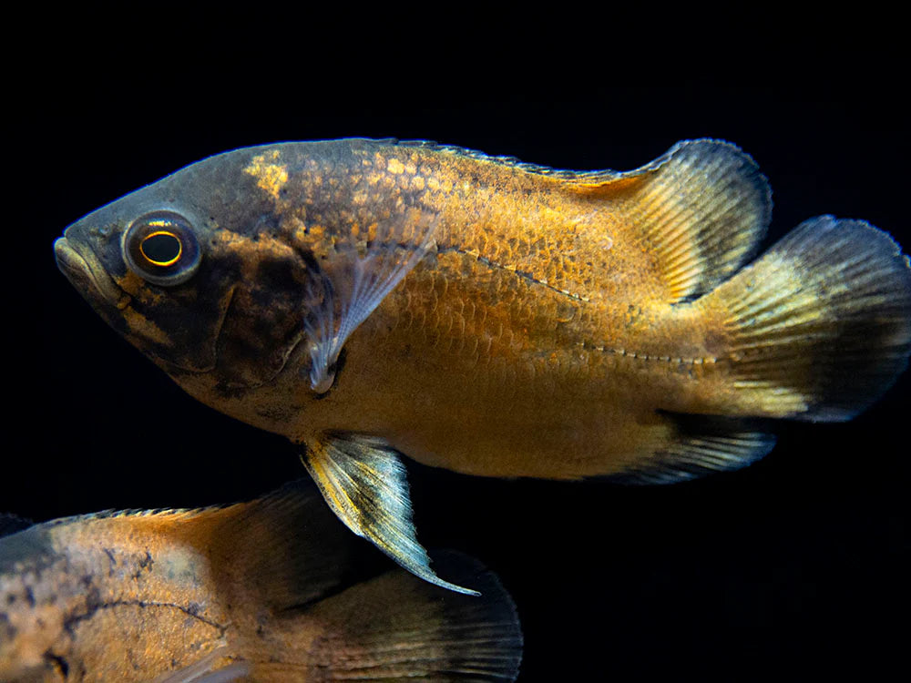 Red Oscar (Astronotus ocellatus)