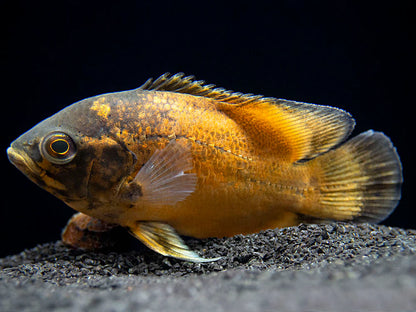 Red Oscar (Astronotus ocellatus)