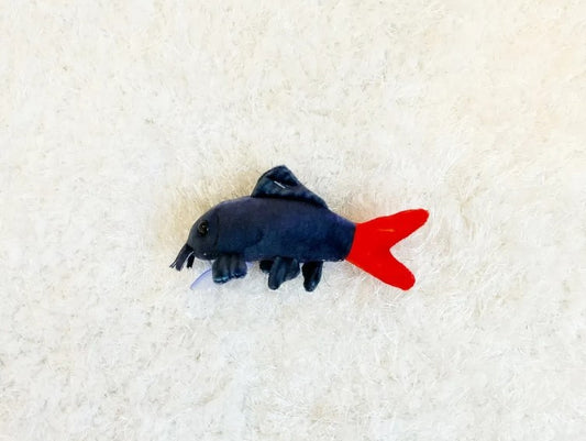 Red Tail Black Shark - 15cm