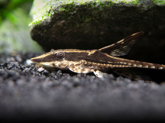 Royal Farlowella Whiptail Cat Fish