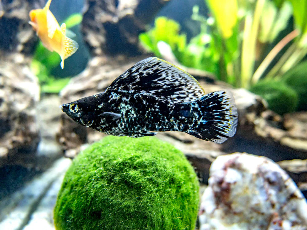 Dalmation Sailfin Molly