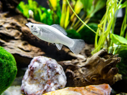 Sliver Sailfin Molly