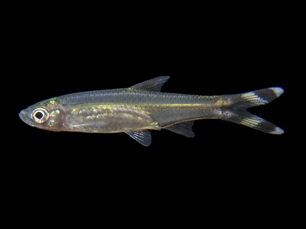 Scissortail Rasbora (Rasbora trilineata)