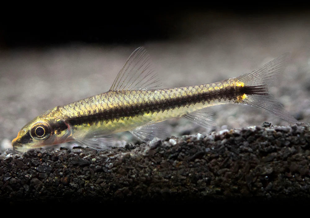 Siamese Algae Eater (Crossocheilus siamensis)