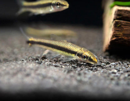 Siamese Algae Eater (Crossocheilus siamensis)