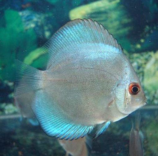 Blue Diamond Discus - 6cm