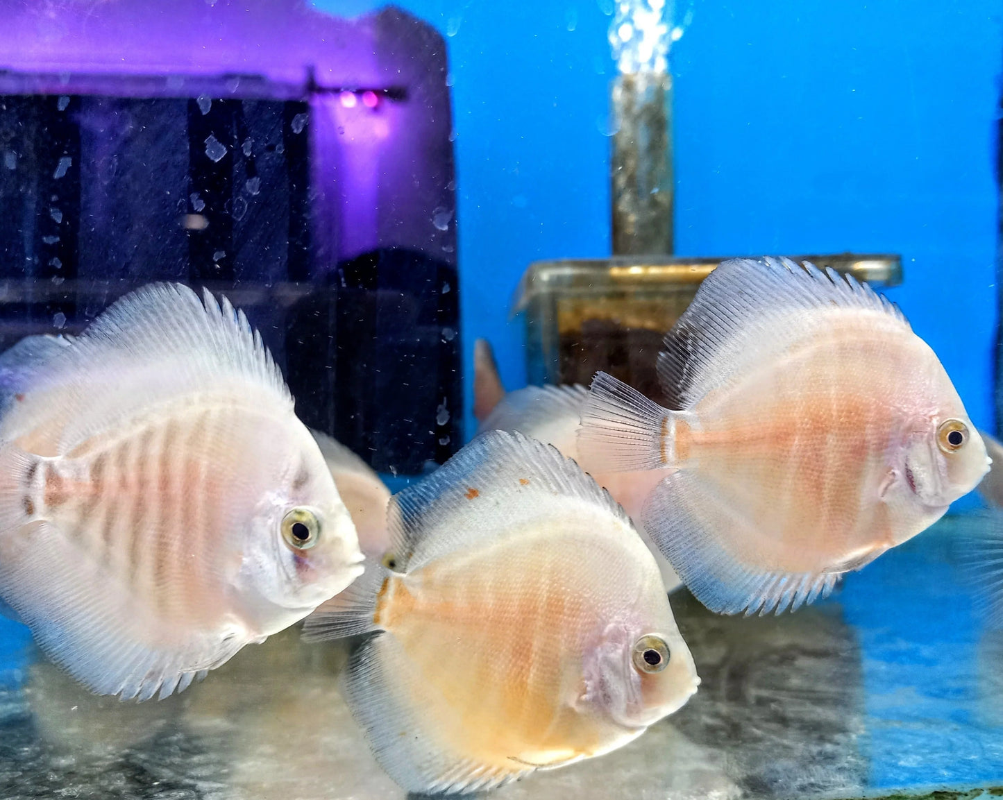 Snow Leopard Discus medium 6cm